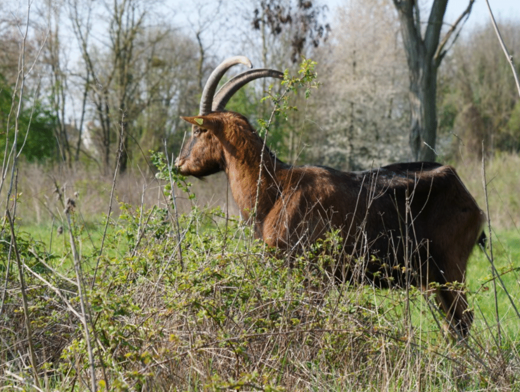 Bouc dans l'espace d'éco-pâturage du parc des Beaumonts